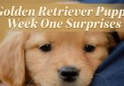 Golden Retriever Puppy Week One Surprises