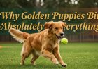 Why Golden Puppies Bite Absolutely Everything