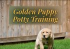 Golden Puppy Potty Training: Real Timeline