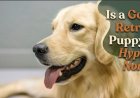 Is a Golden Retriever Puppy Too Hyper or Normal?