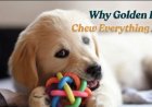 Why Golden Puppies Chew Everything in Sight
