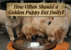 How Often Should a Golden Puppy Eat Daily?