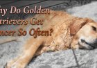 Why Do Golden Retrievers Get Cancer So Often?