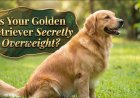 Is Your Golden Retriever Secretly Overweight?