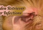 Golden Retriever Ear Infections: Why They Keep Coming Back