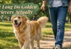 How Long Do Golden Retrievers Actually Live?
