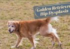 Golden Retriever Hip Dysplasia: Early Warning Signs