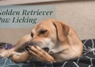 Can Golden Retrievers Eat Carrots or Blueberries?