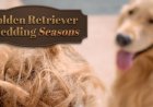 Golden Retriever Shedding Seasons: What to Expect