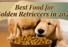 Best Food for Golden Retrievers in 2026