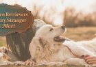 Why Golden Retrievers Trust Every Stranger They Meet