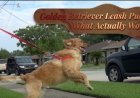Golden Retriever Leash Pulling: What Actually Works