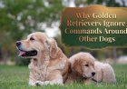 Why Golden Retrievers Ignore Commands Around Other Dogs