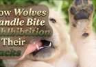 How Wolves Handle Bite Inhibition in Their Packs