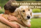 Why Golden Retrievers Die Younger Than They Used To