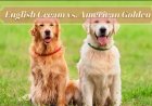 English Cream vs. American Golden: Key Differences