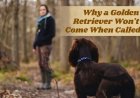 Why a Golden Retriever Won't Come When Called