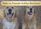Male vs. Female Golden Retriever: Honest Comparison