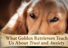 What Golden Retrievers Teach Us About Trust and Anxiety