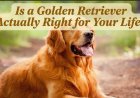 Is a Golden Retriever Actually Right for Your Life?