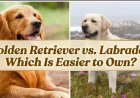 Golden Retriever vs. Labrador: Which Is Easier to Own?