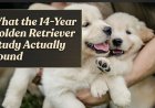 What the 14-Year Golden Retriever Study Actually Found