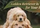 3 Signs a Golden Retriever Is Wrong for Your Home