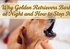 Why Golden Retrievers Bark at Night and How to Stop It