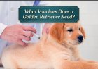 What Vaccines Does a Golden Retriever Need?