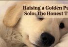 Raising a Golden Puppy Solo: The Honest Truth