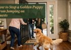 How to Stop a Golden Puppy From Jumping on Guests