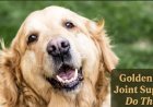Golden Retriever Joint Supplements: Do They Help?