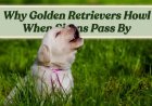 Why Golden Retrievers Howl When Sirens Pass By