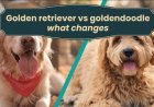 Golden retriever vs goldendoodle what changes