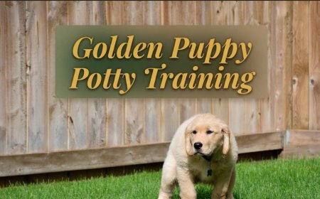 Golden Puppy Potty Training: Real Timeline