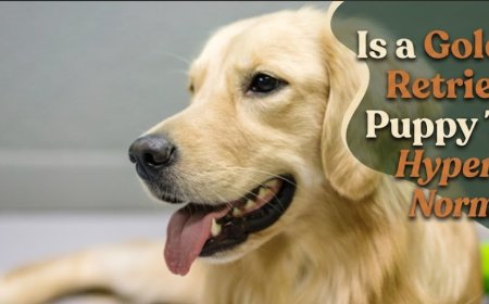 Is a Golden Retriever Puppy Too Hyper or Normal?