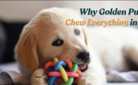 Why Golden Puppies Chew Everything in Sight