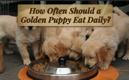 How Often Should a Golden Puppy Eat Daily?