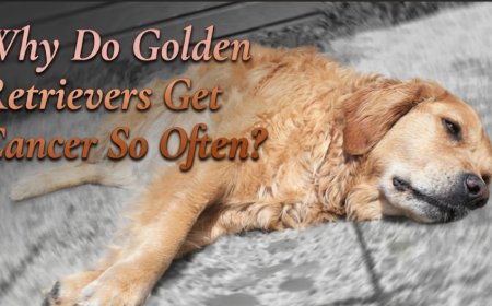 Why Do Golden Retrievers Get Cancer So Often?