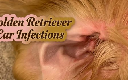 Golden Retriever Ear Infections: Why They Keep Coming Back