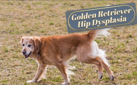 Golden Retriever Hip Dysplasia: Early Warning Signs