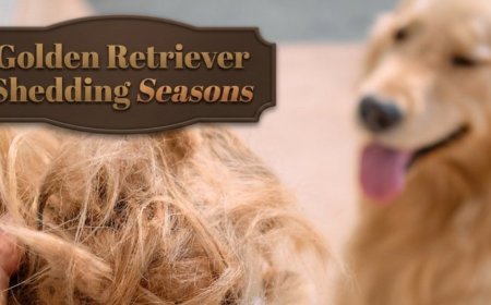 Golden Retriever Shedding Seasons: What to Expect