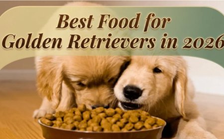 Best Food for Golden Retrievers in 2026