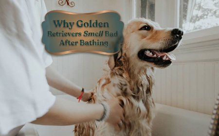 Why Golden Retrievers Smell Bad After Bathing