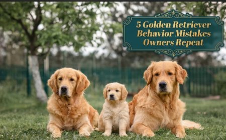 5 Golden Retriever Behavior Mistakes Owners Repeat