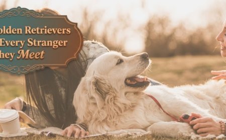 Why Golden Retrievers Trust Every Stranger They Meet