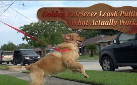 Golden Retriever Leash Pulling: What Actually Works