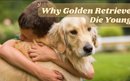 Why Golden Retrievers Die Younger Than They Used To