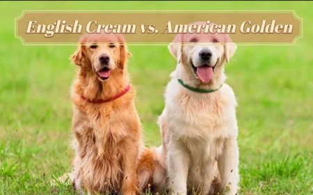 English Cream vs. American Golden: Key Differences