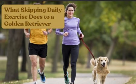 What Skipping Daily Exercise Does to a Golden Retriever